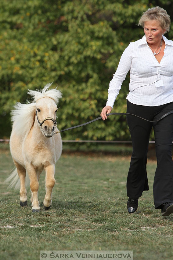 Výstava minihorse 