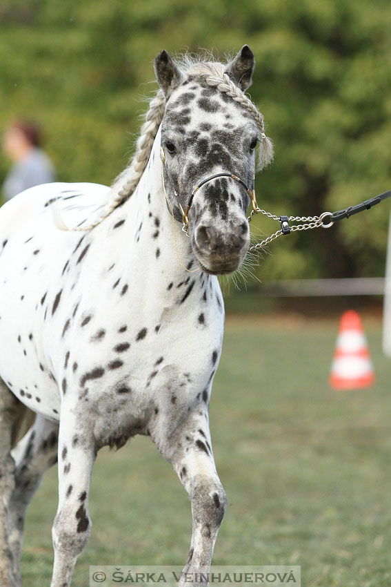 Výstava minihorse 