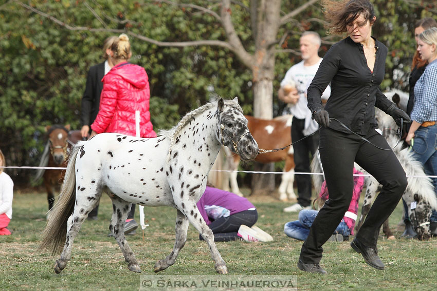 Výstava minihorse 