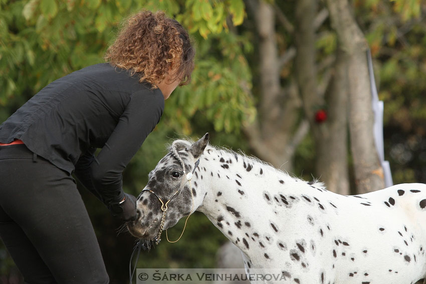 Výstava minihorse 