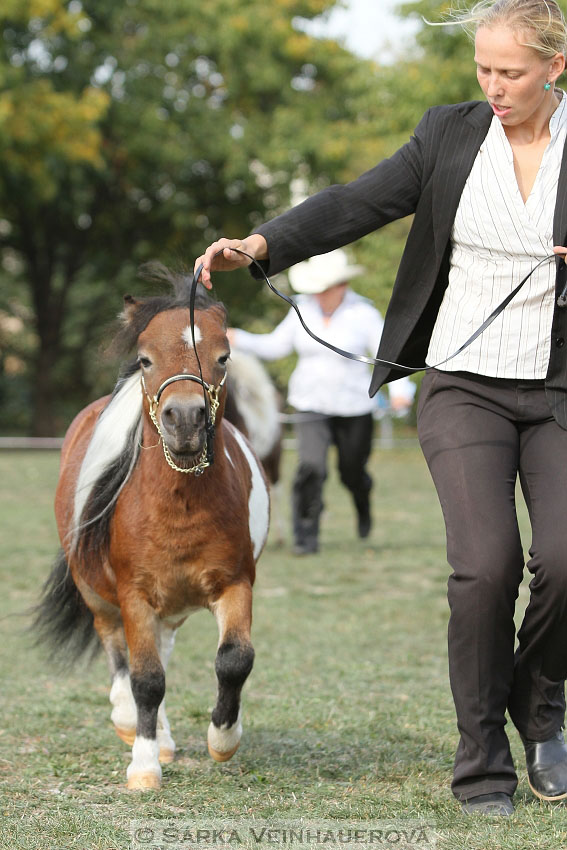 Výstava minihorse 