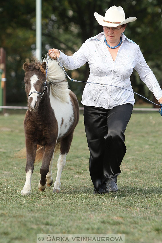 Výstava minihorse 