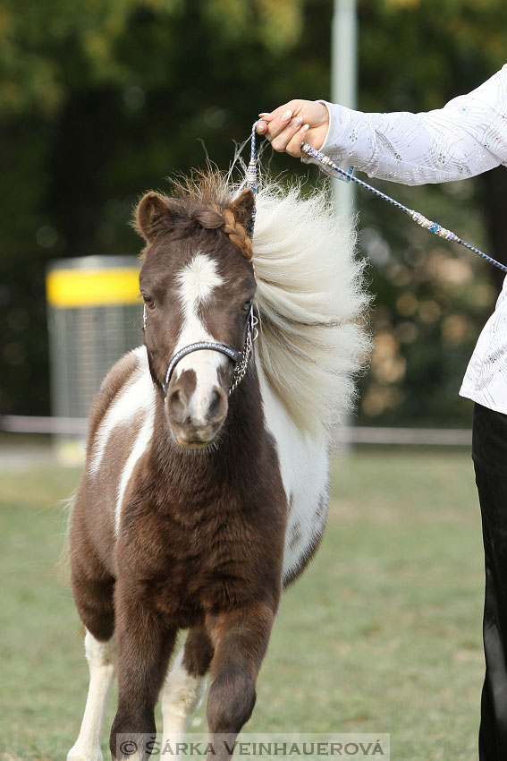 Výstava minihorse 