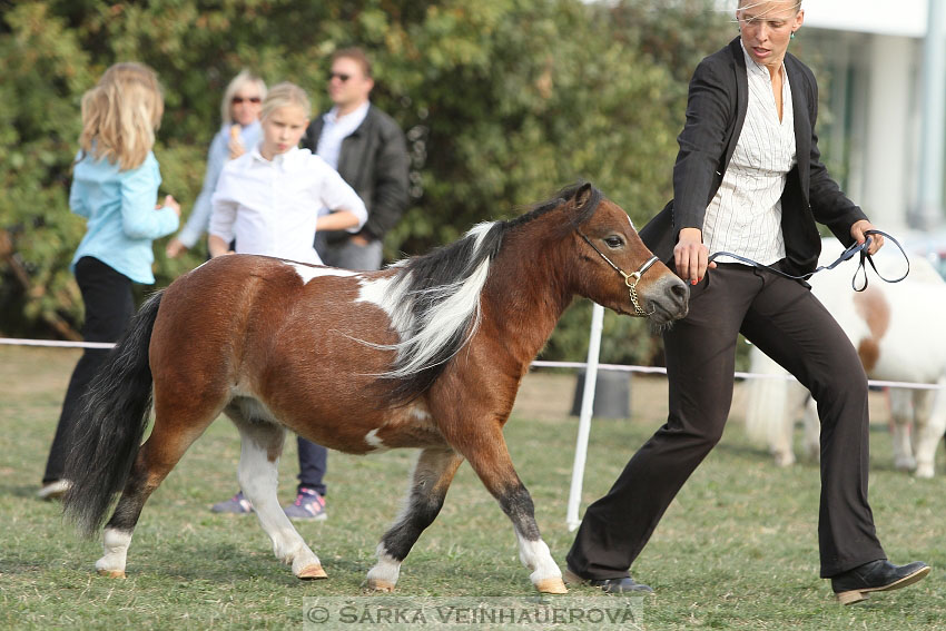 Výstava minihorse 