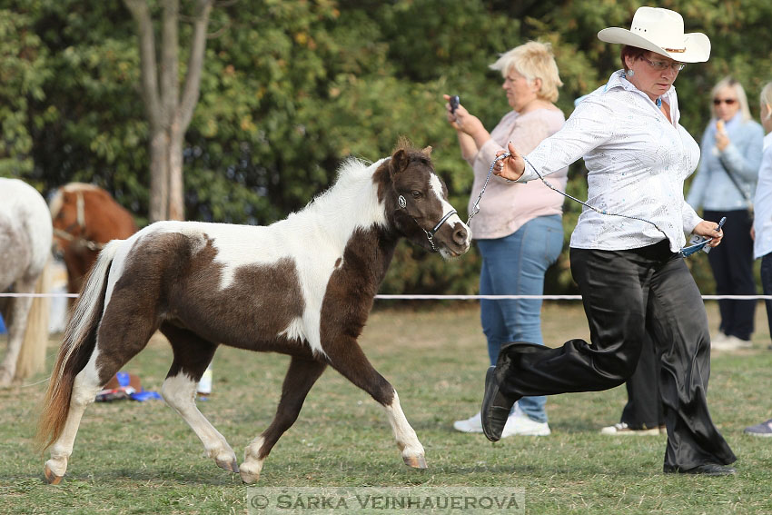 Výstava minihorse 