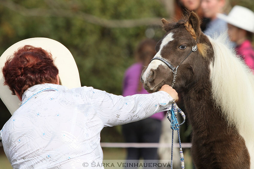 Výstava minihorse 