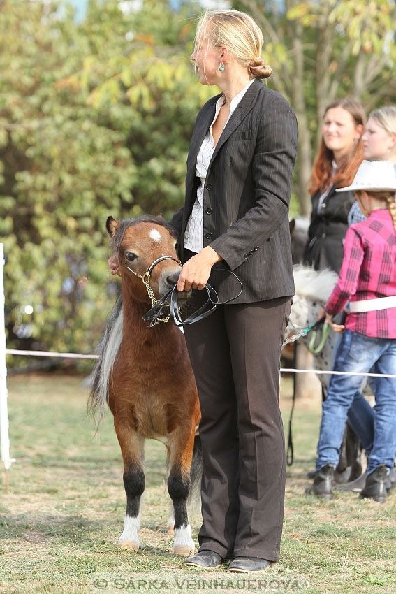 Výstava minihorse 