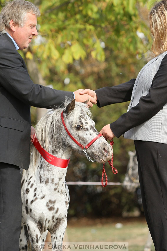 Výstava minihorse 