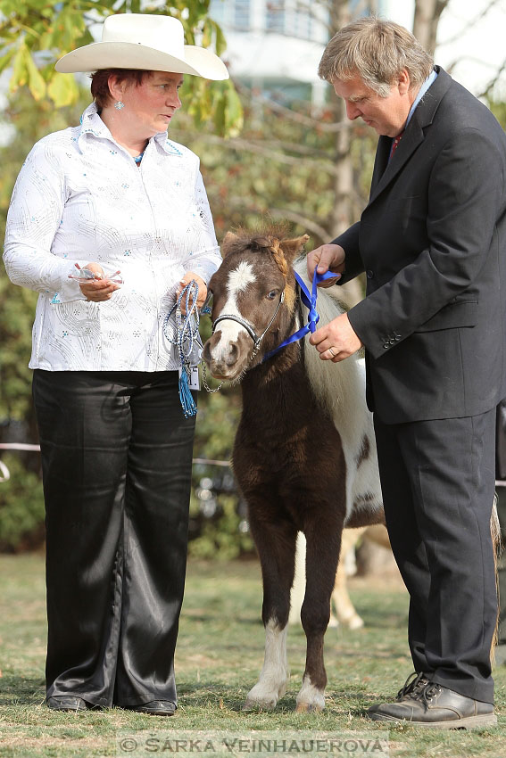 Výstava minihorse 