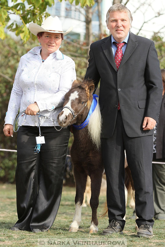 Výstava minihorse 