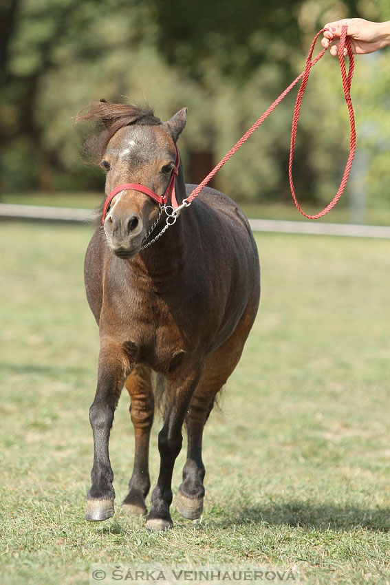 Výstava minihorse 