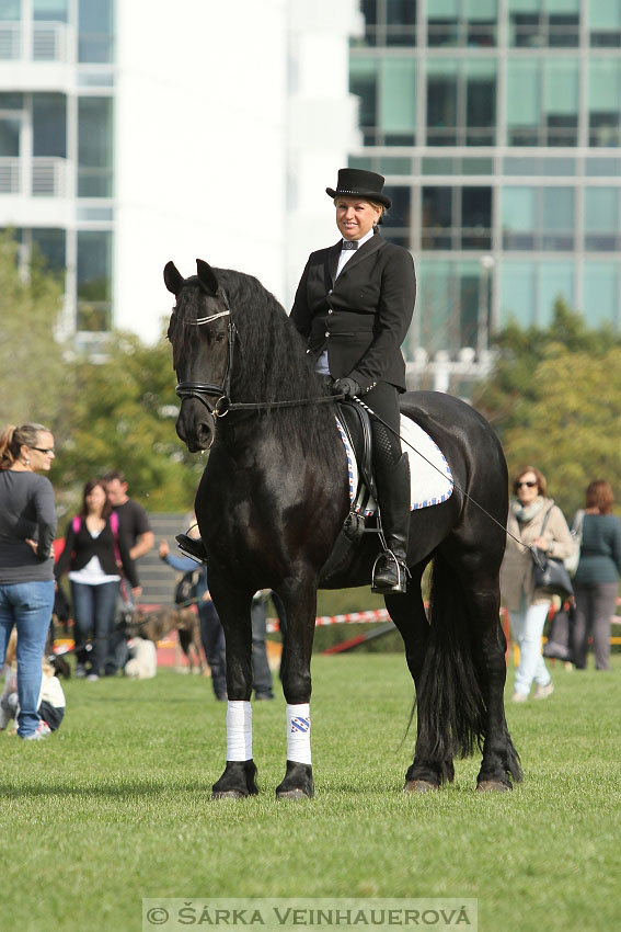 Výstava minihorse 