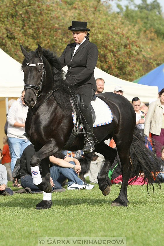 Výstava minihorse 