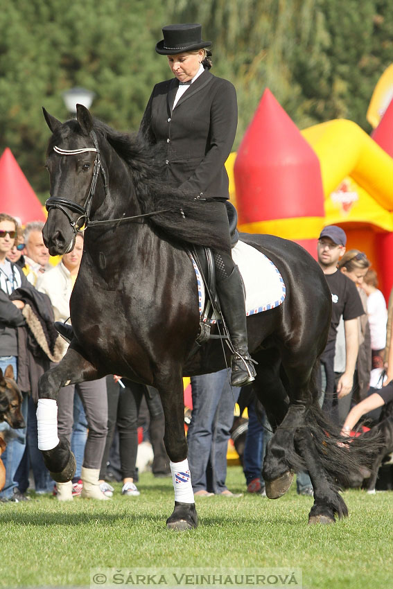 Výstava minihorse 