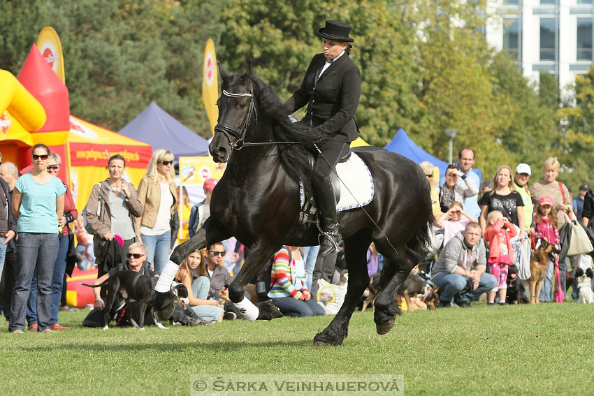 Výstava minihorse 