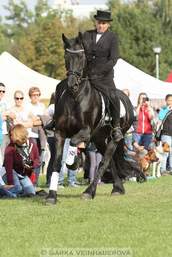 Výstava minihorse 