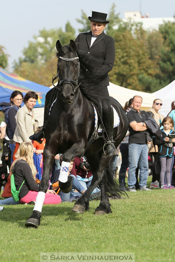 Výstava minihorse 