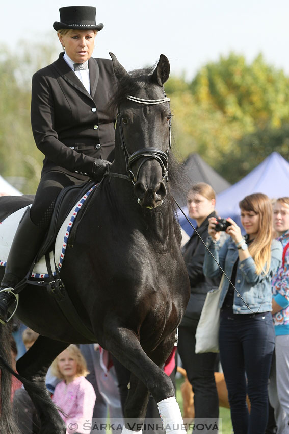 Výstava minihorse 