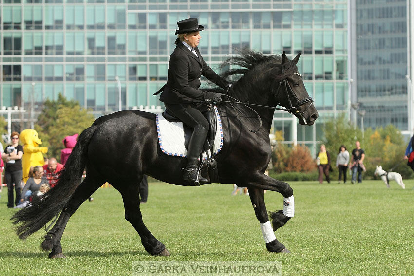 Výstava minihorse 