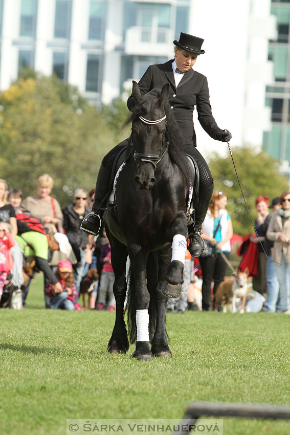 Výstava minihorse 