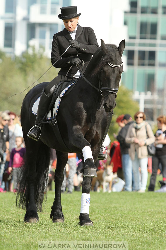 Výstava minihorse 