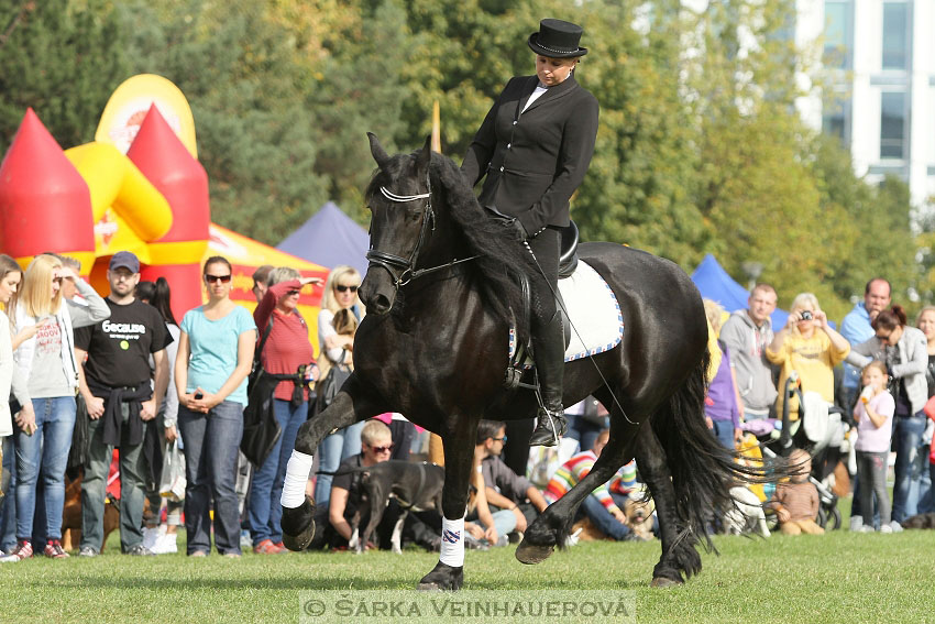 Výstava minihorse 