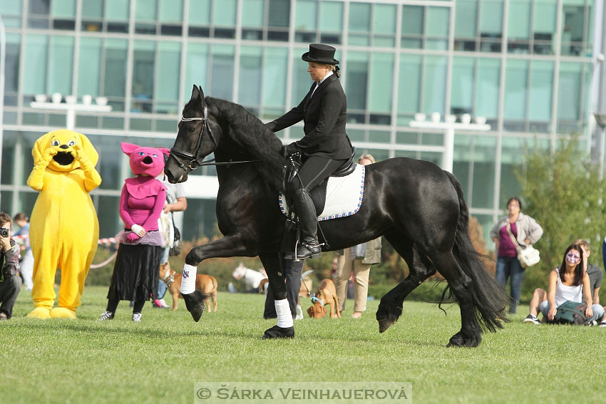 Výstava minihorse 