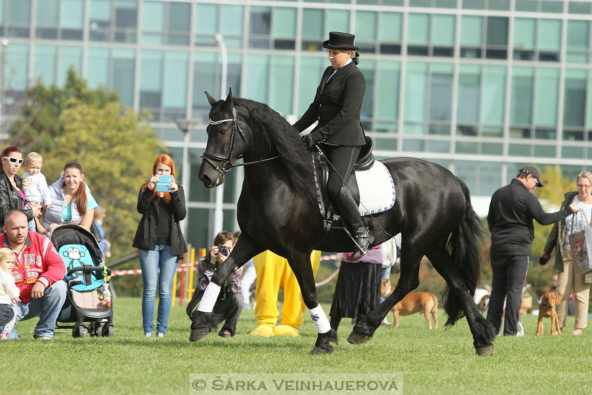 Výstava minihorse 