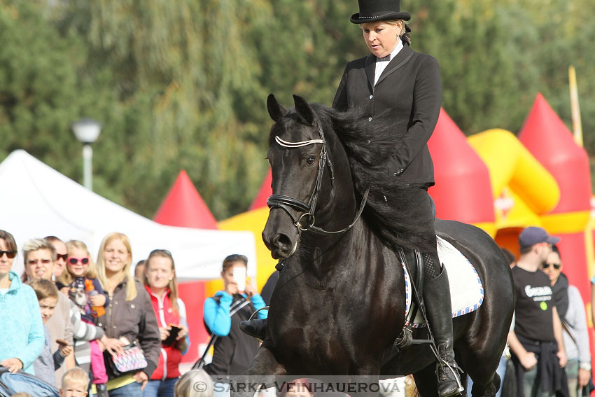 Výstava minihorse 