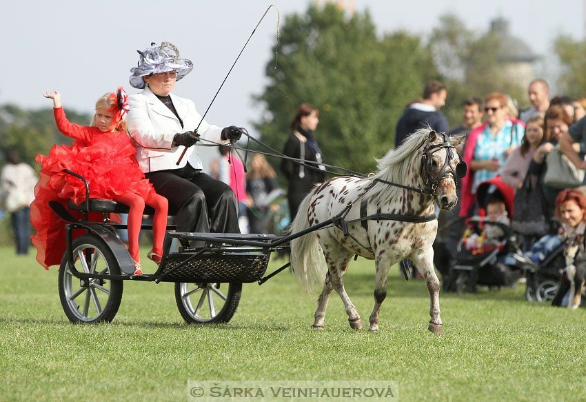 Výstava minihorse 