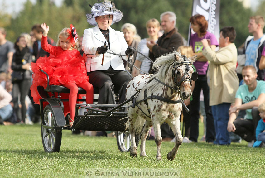 Výstava minihorse 