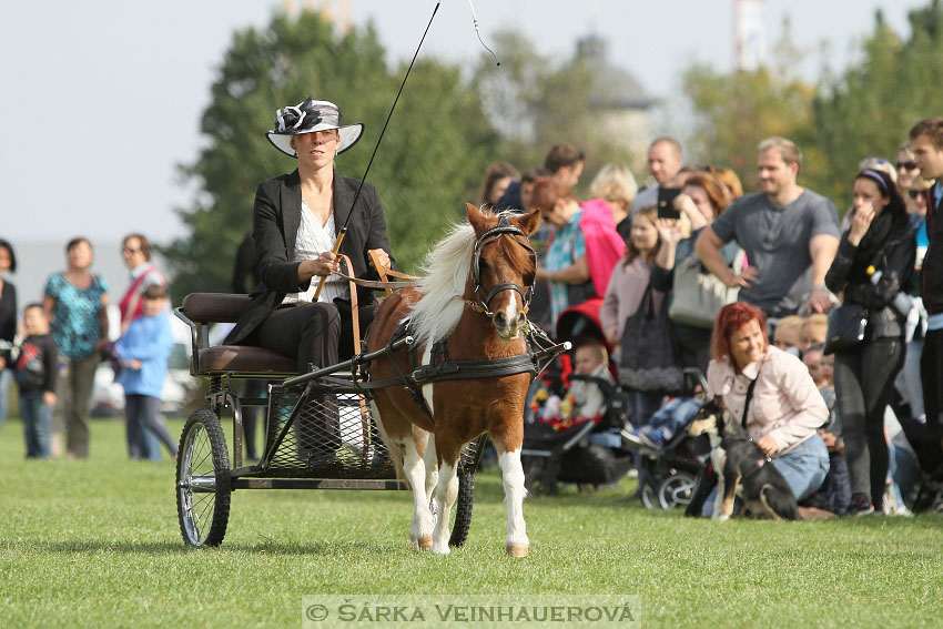 Výstava minihorse 