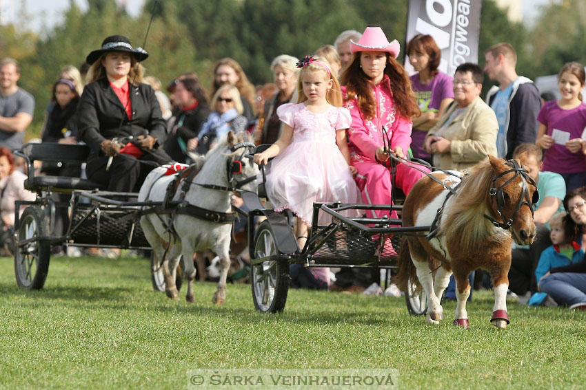 Výstava minihorse 