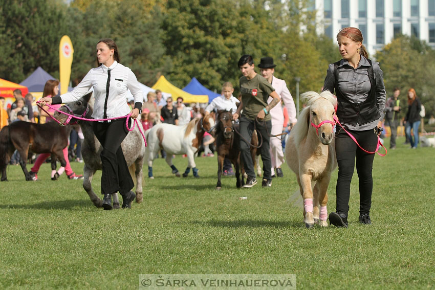 Výstava minihorse 