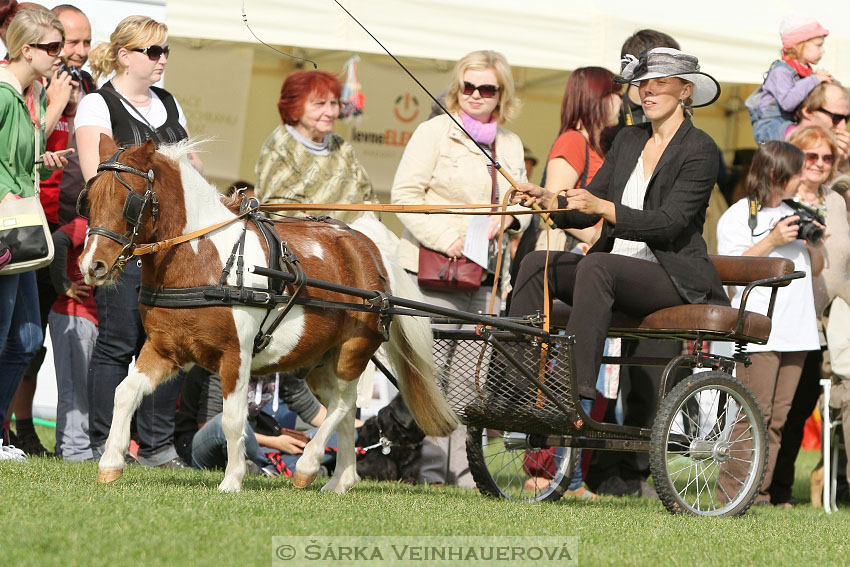 Výstava minihorse 