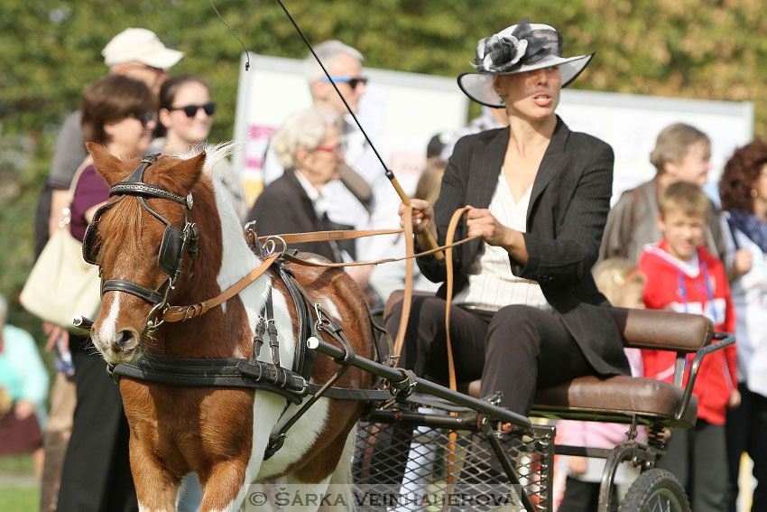 Výstava minihorse 