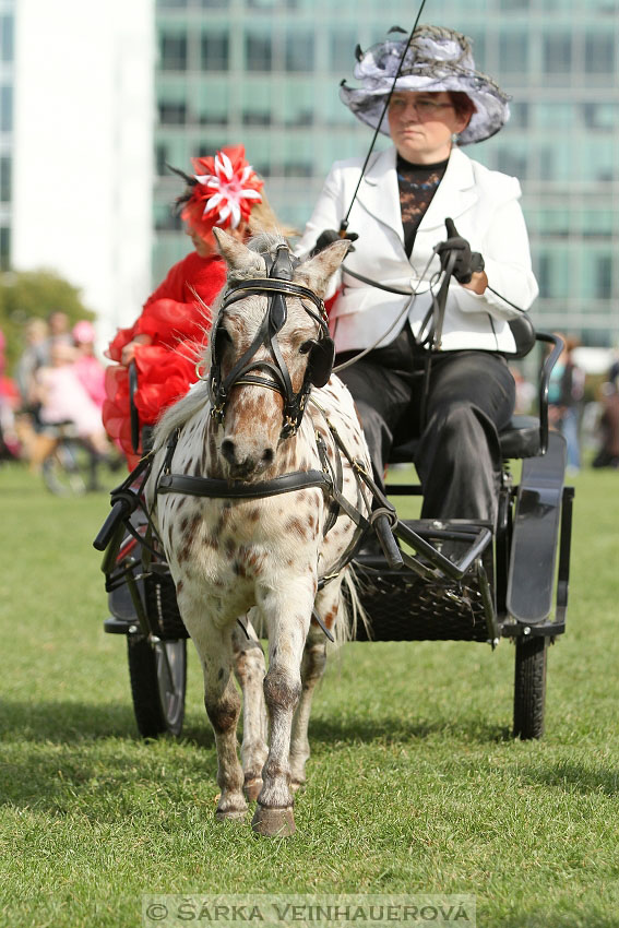 Výstava minihorse 