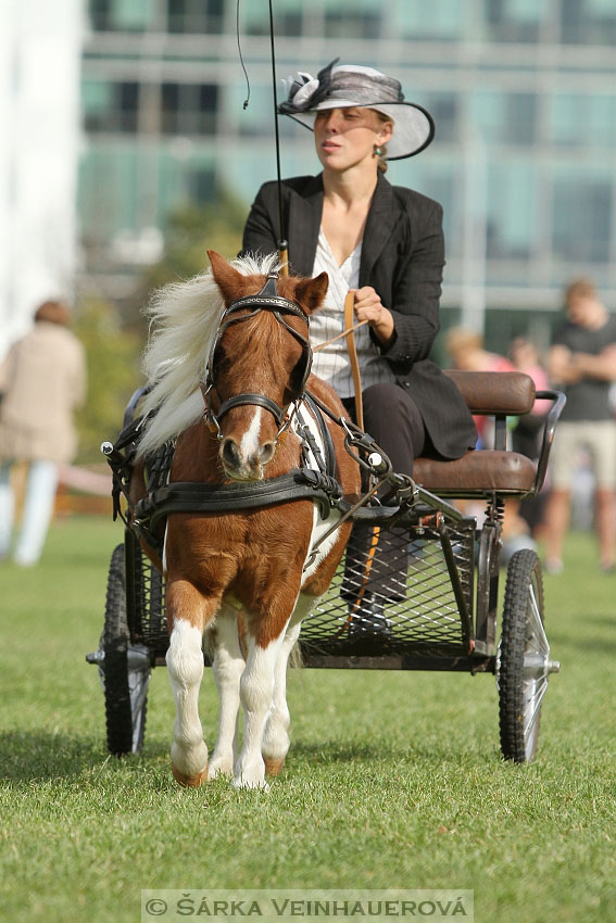 Výstava minihorse 