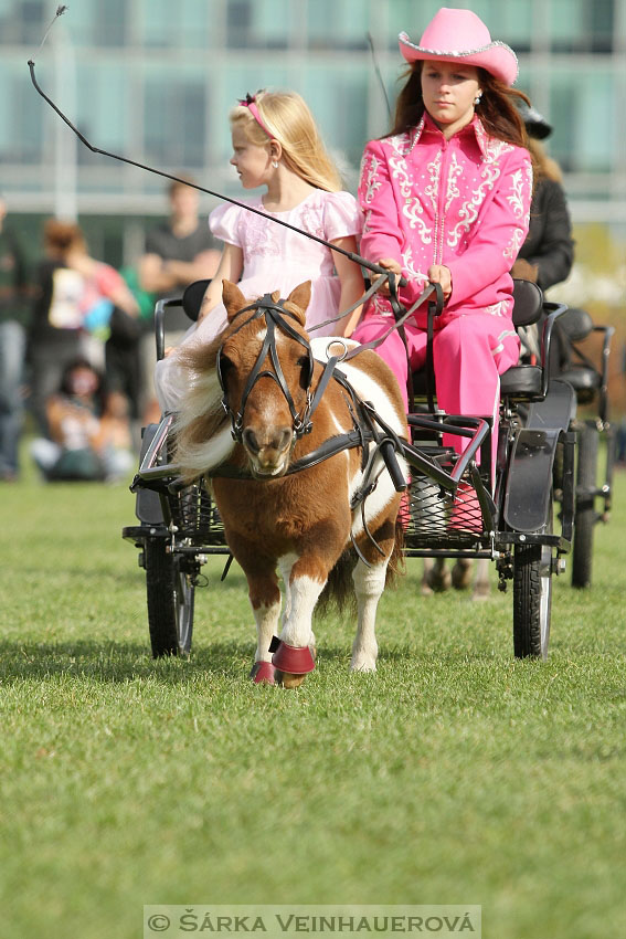 Výstava minihorse 