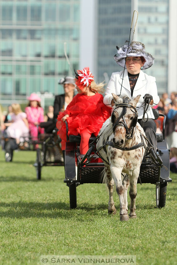 Výstava minihorse 