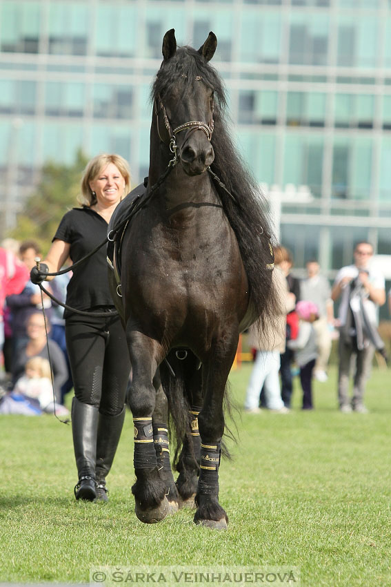 Výstava minihorse 