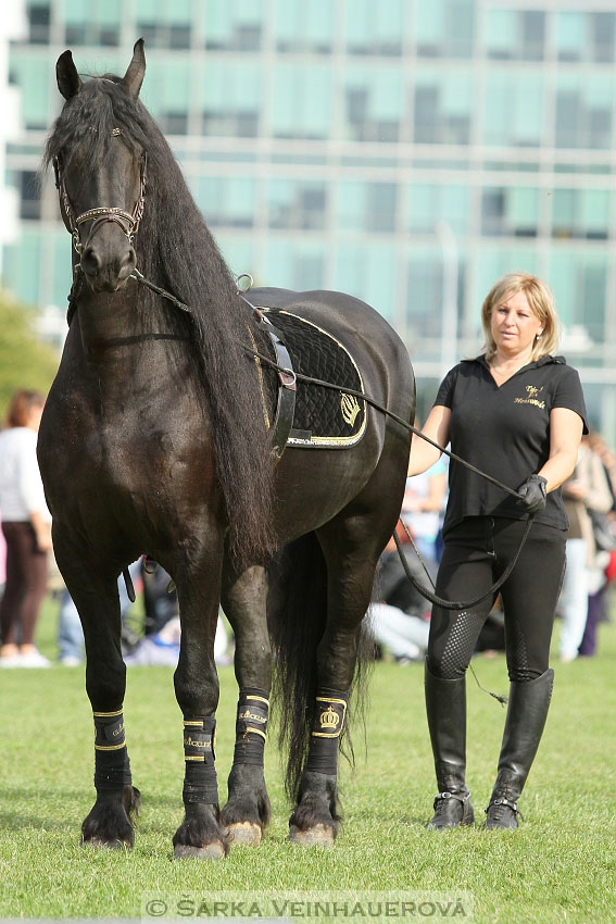 Výstava minihorse 