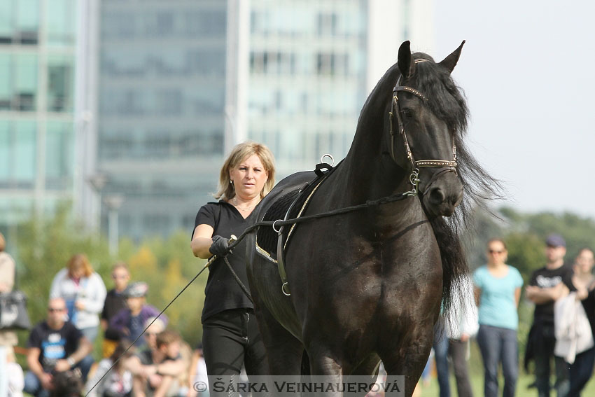 Výstava minihorse 