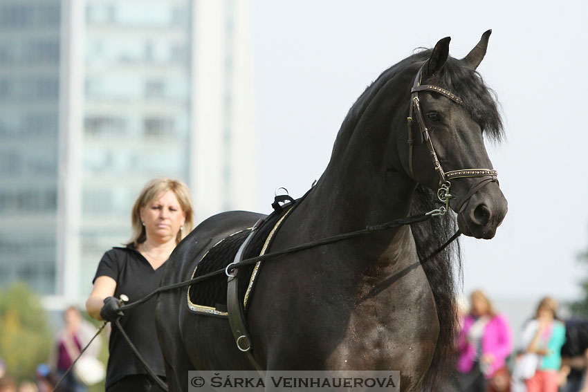 Výstava minihorse 