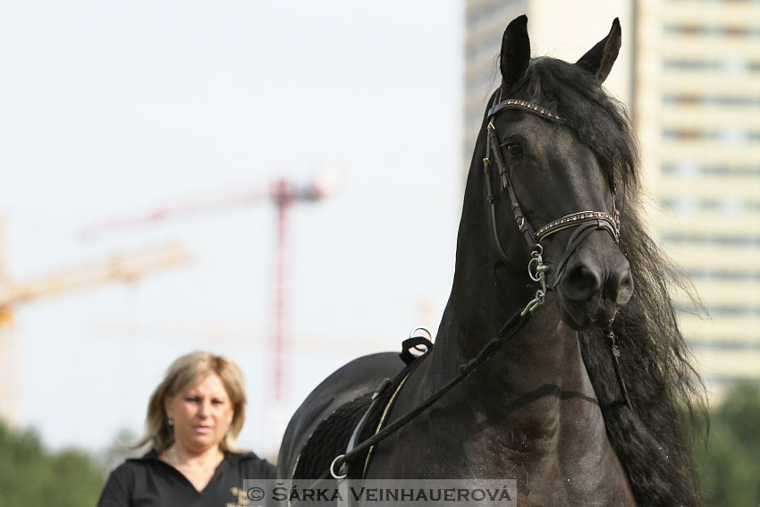 Výstava minihorse 