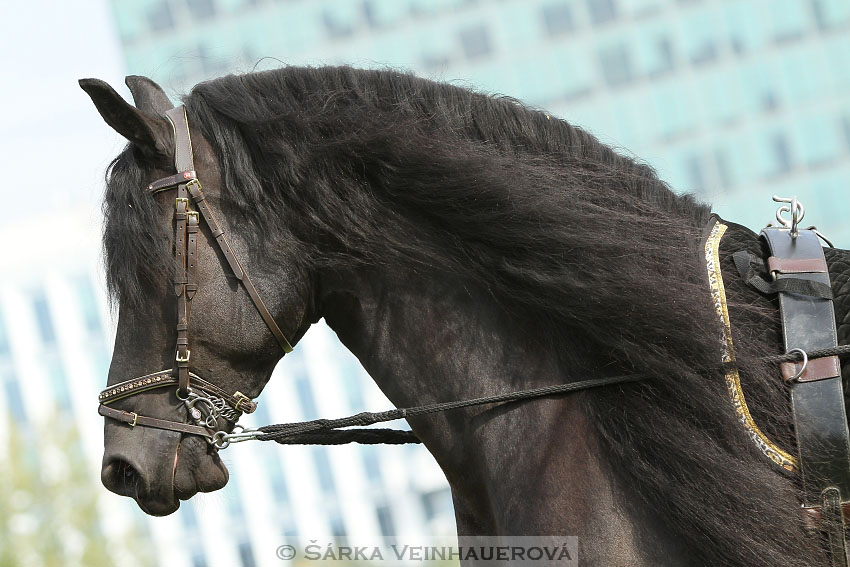 Výstava minihorse 