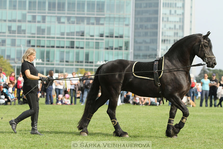 Výstava minihorse 