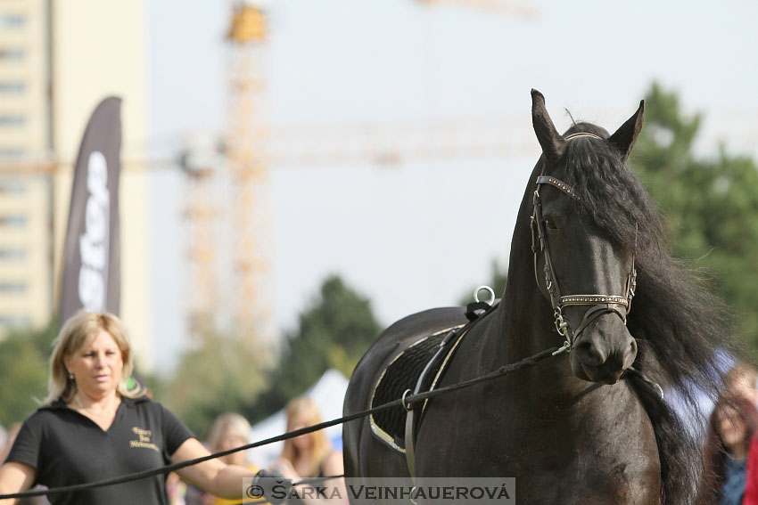 Výstava minihorse 