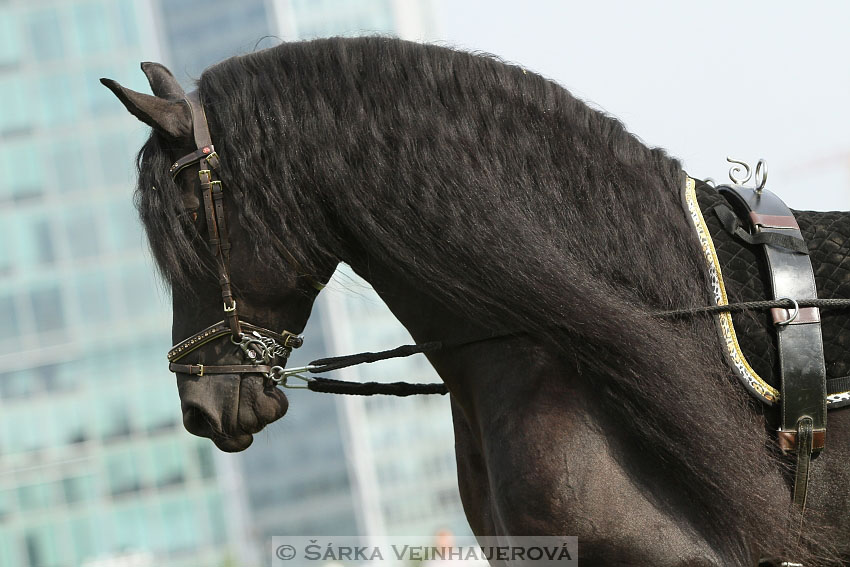 Výstava minihorse 