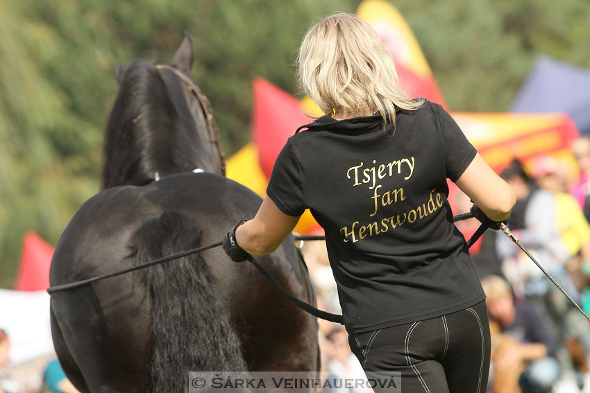 Výstava minihorse 